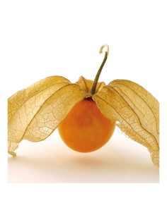 PHYSALIS  PACK 1