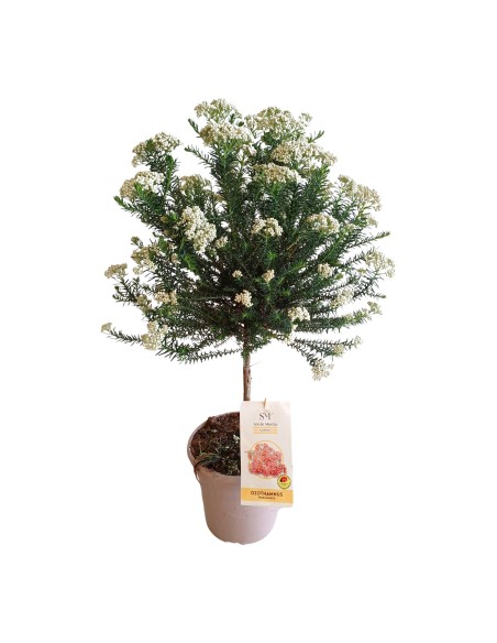 OZOTHAMUS COPA 70CM M20