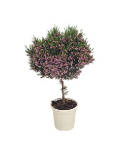 WAX PLOWER COPA 70CM M20