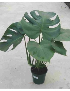 MONSTERA 1.50M