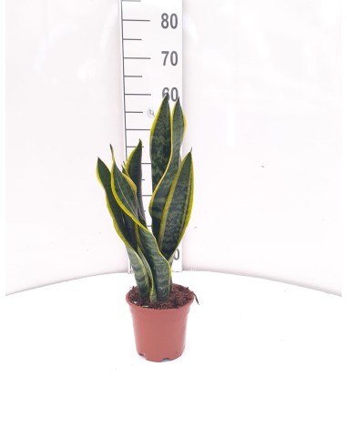 SANSEVERIA M14 15.95