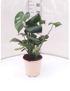 Monstera Pertusum Moss Pole M24 Planta Tropical Interior con Soporte de Musgo