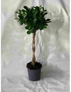 FICUS TRENZADO MOCLAME 1.10M