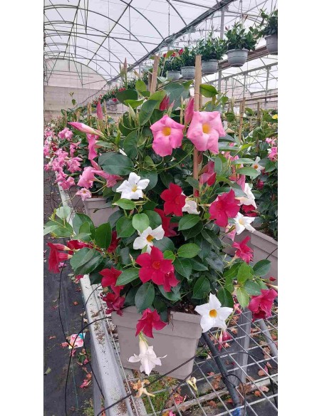 DIPLADENIA M40
