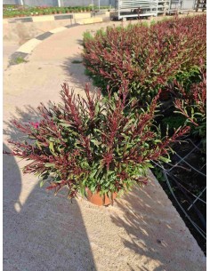 GAURA