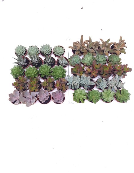 SUCCULENTS