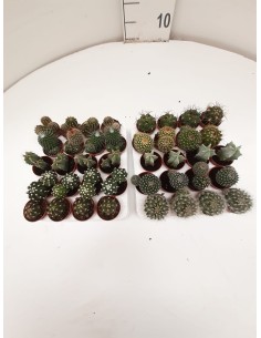 CACTUS MIX