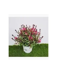 Gaura: Planta Perenne Resistente con Floración Blanca y Rosada para Jardines Soleados

