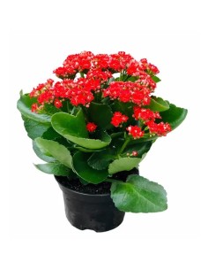 Kalanchoe Flor Doble - Flores Dobles y Vibrantes para Interior y Exterior | Endanea Garden


