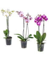 Orquídea de Interior  Elegancia y Belleza Natural para tu Hogar | Endanea Garden


