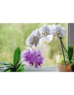 Orquídea de Interior  Elegancia y Belleza Natural para tu Hogar | Endanea Garden

 2
