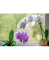 Orquídea de Interior  Elegancia y Belleza Natural para tu Hogar | Endanea Garden

