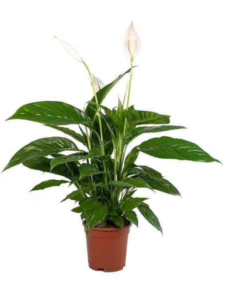Spathiphyllum Planta de la Paz | Purifica Aire y Decora Tu Hogar

