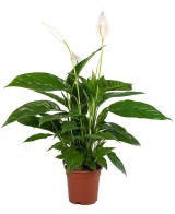 Spathiphyllum Planta de la Paz | Purifica Aire y Decora Tu Hogar

