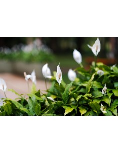 Spathiphyllum Planta de la Paz | Purifica Aire y Decora Tu Hogar

 2