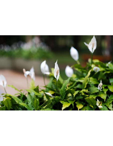 Spathiphyllum Planta de la Paz | Purifica Aire y Decora Tu Hogar

