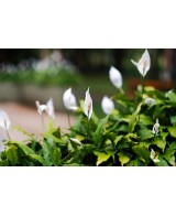 Spathiphyllum Planta de la Paz | Purifica Aire y Decora Tu Hogar

