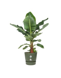 Maceta Greenville Redonda 40cm Verde | Diseño Moderno y Funcional para Plantas Grandes | Endanea Garden