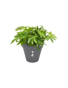 Maceta Loft Urban Redonda 50 cm Antracita | Ideal para Plantas Grandes | Endanea Garden 2