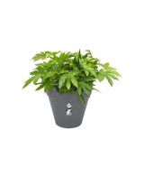 Maceta Loft Urban Redonda 50 cm Antracita | Ideal para Plantas Grandes | Endanea Garden