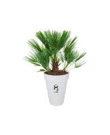Maceta Loft Redonda Alta 35cm Blanca | Diseño Moderno y Elegante | Endanea Garden