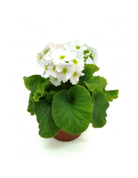 Primula | Flores Vibrantes y Fácil Cuidado para Jardín y Terraza
