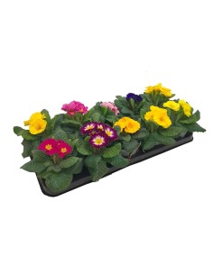 Primula | Flores Vibrantes y Fácil Cuidado para Jardín y Terraza

 2