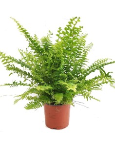 Nephrolepis Green Lady  Helecho Verde para Interior que Purifica el Aire | Endanea Garden