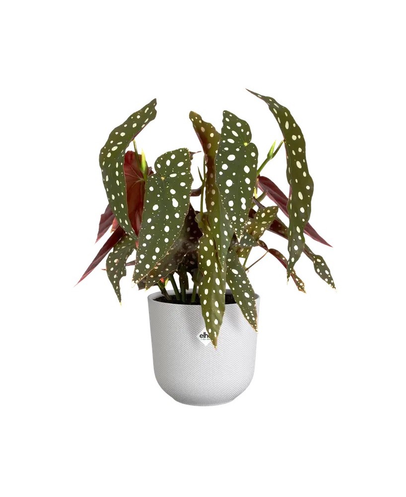 Maceta Jazz Redonda 14cm Silky Blanco  Elegancia y Modernidad para tus Plantas