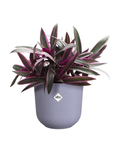 Maceta Jazz Redonda 16cm Lila | Diseño Moderno y Vibrante para Tu Hogar y Jardín

