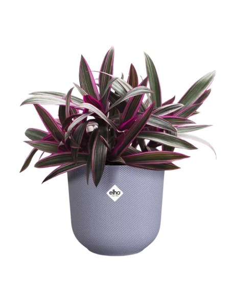 Maceta Jazz Redonda 16cm Lila | Diseño Moderno y Vibrante para Tu Hogar y Jardín

