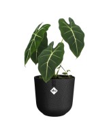 Maceta Jazz Redonda 19cm Negra | Diseño Moderno y Elegante para Hogar y Jardín

