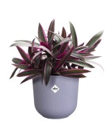 MACETA JAZZ REDONDA 19CM LILA