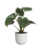 MACETA JAZZ 26CM BLANCO