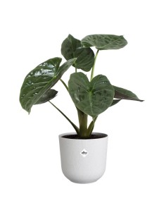 Maceta Jazz Redonda Silky 30cm Blanco  Elegancia y Durabilidad | Endanea Garden 2