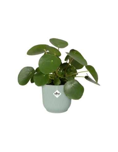 Maceta Vibes Fold Redonda Mini 16 Verde  Ideal para Suculentas y Plantas Pequeñas

