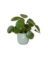 Maceta Vibes Fold Redonda Mini 16 Verde  Ideal para Suculentas y Plantas Pequeñas

