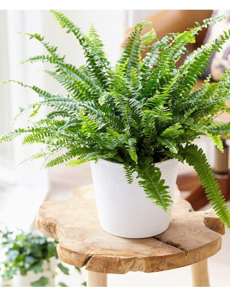 Nephrolepis Green Lady  Helecho Verde para Interior que Purifica el Aire | Endanea Garden

