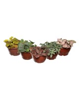 Fitonia Planta de Interior - Elegancia Verde y Fácil Cuidado | Endanea Garden

