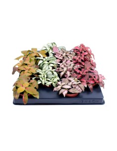 Fitonia Planta de Interior - Elegancia Verde y Fácil Cuidado | Endanea Garden 2