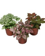 Hypoestes Planta de Lunares | Color y Frescura para tu Hogar - Endanea Garden

