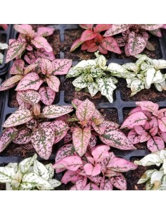 Hypoestes Planta de Lunares | Color y Frescura para tu Hogar - Endanea Garden 2