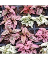 Hypoestes Planta de Lunares | Color y Frescura para tu Hogar - Endanea Garden

