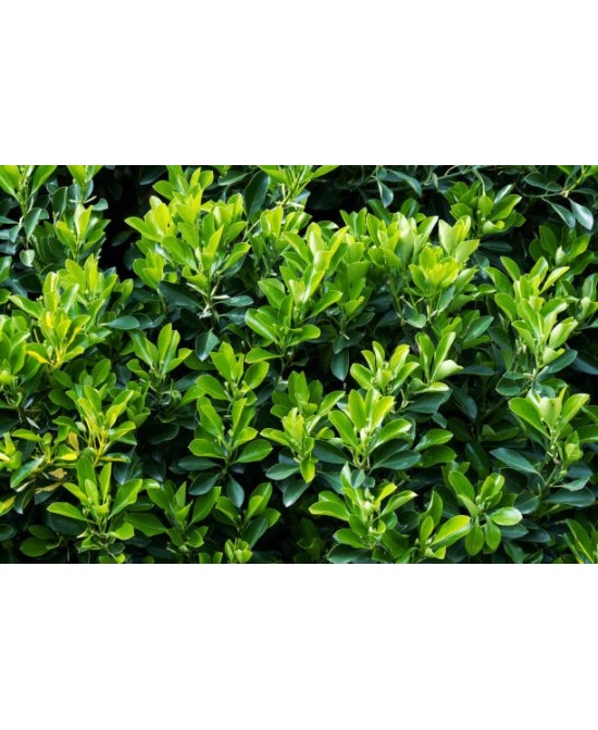 Evonymus Mix - Planta Decorativa y Versátil para Jardines y Terrazas | Endanea Garden

