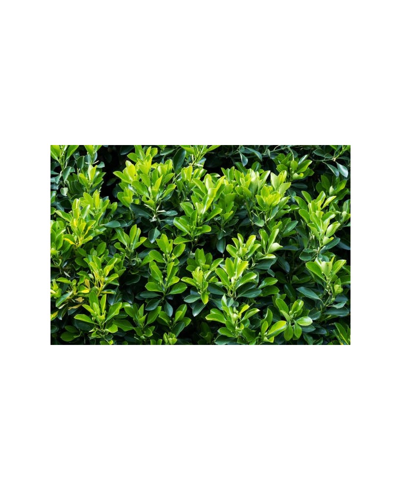 Evonymus Mix - Planta Decorativa y Versátil para Jardines y Terrazas | Endanea Garden

