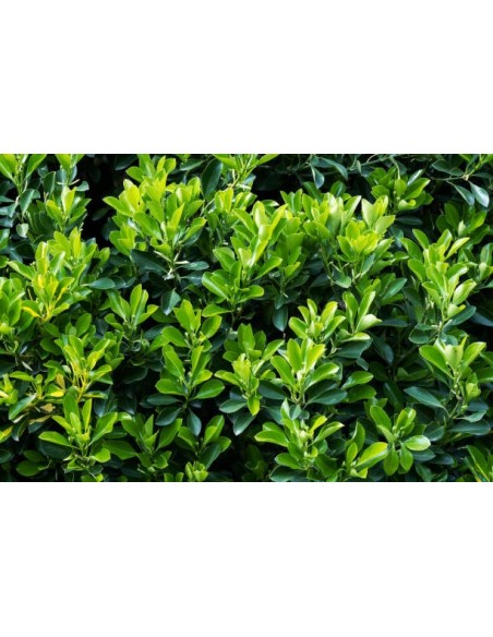 Evonymus Mix - Planta Decorativa y Versátil para Jardines y Terrazas | Endanea Garden