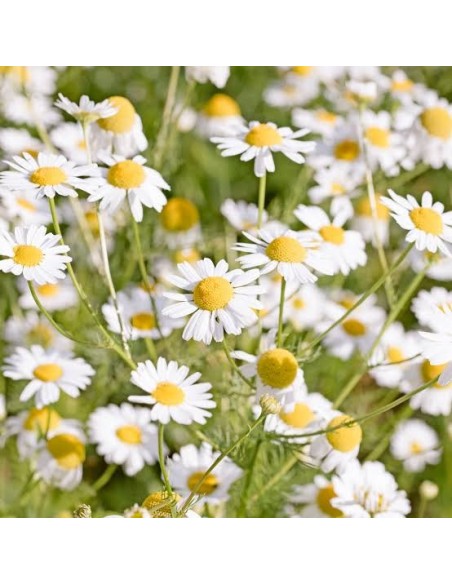 MATRICARIA