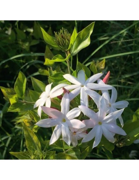 Trachelospermum Jasminoides  Jazmín Estrella Aromático, Planta Trepadora Perenne Ideal para Jardines y Terrazas