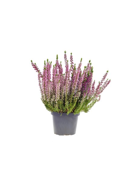 CALLUNA VULGARIS