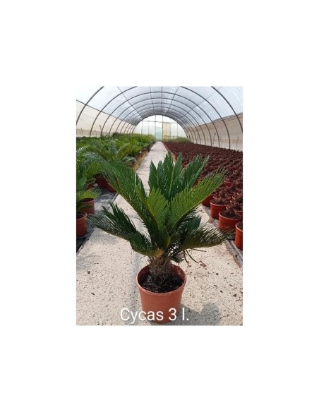 CYCAS REVOLUTA 2L CYCAS REVOLUTA 2L
